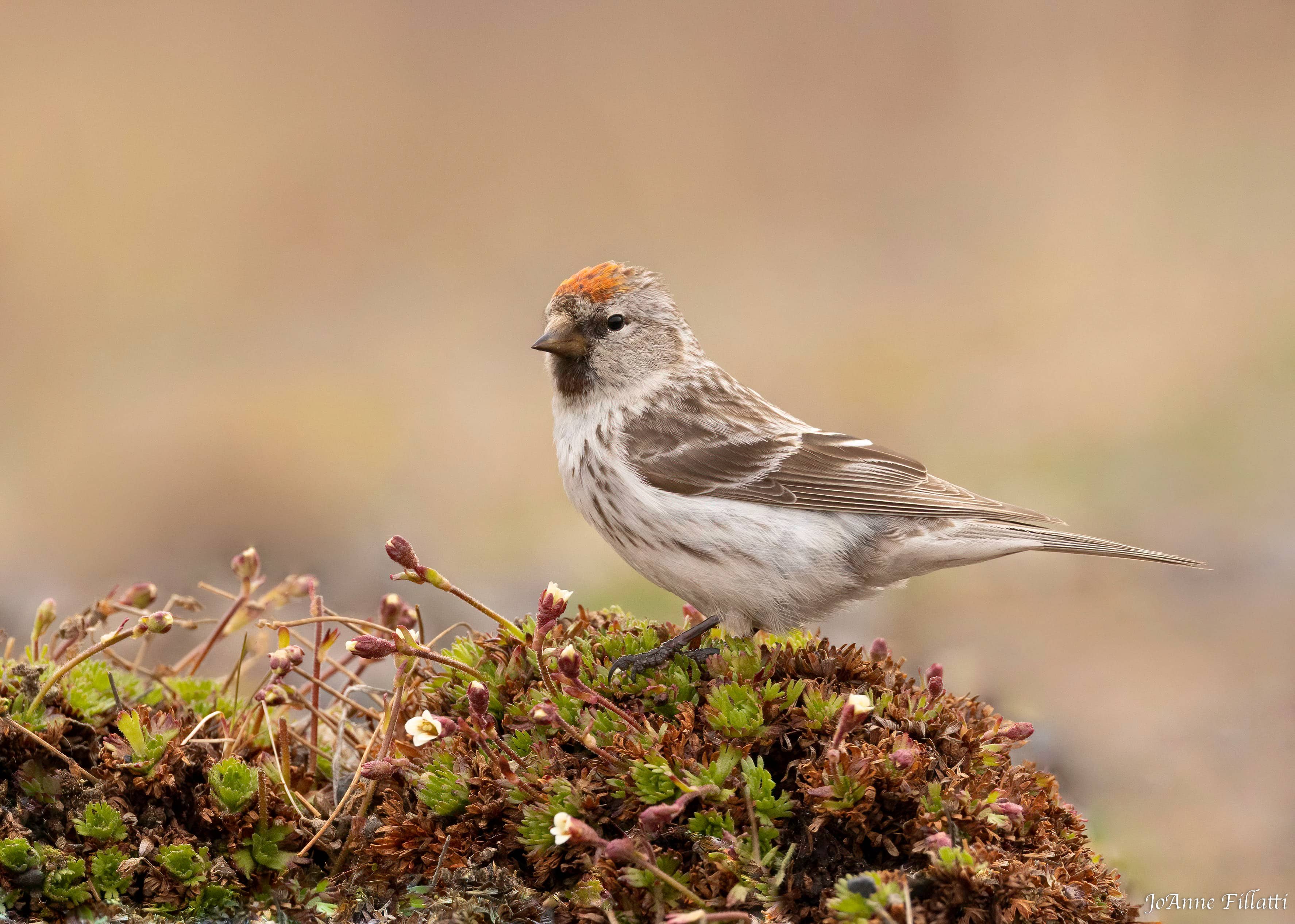 bird of Utqiagvik image 14